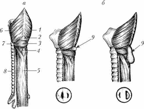 ����� �������� ����������� �������