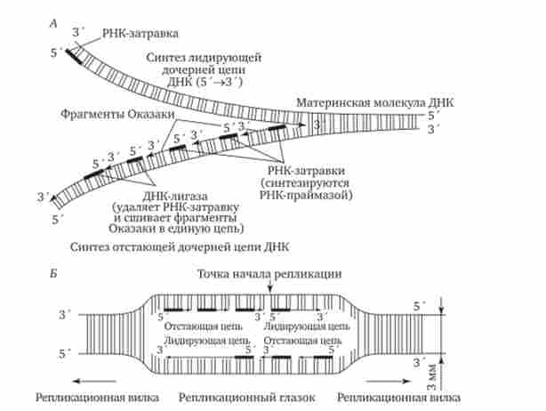 ������ ���� �������� ������� ��� �� ����� �������� ����������� ��������