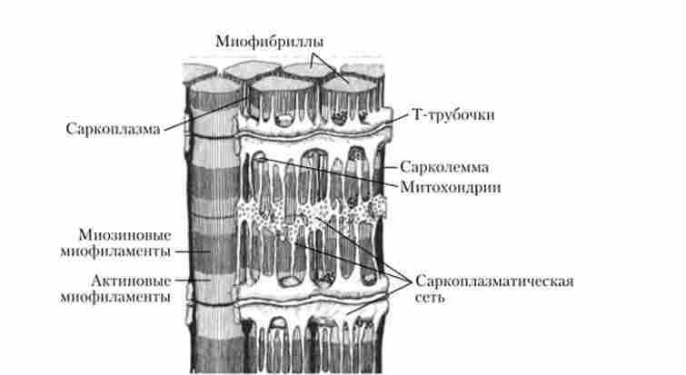 ������ �'������� �������