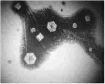 г���� ��������� ����������