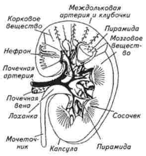 ��������� ���������� �����