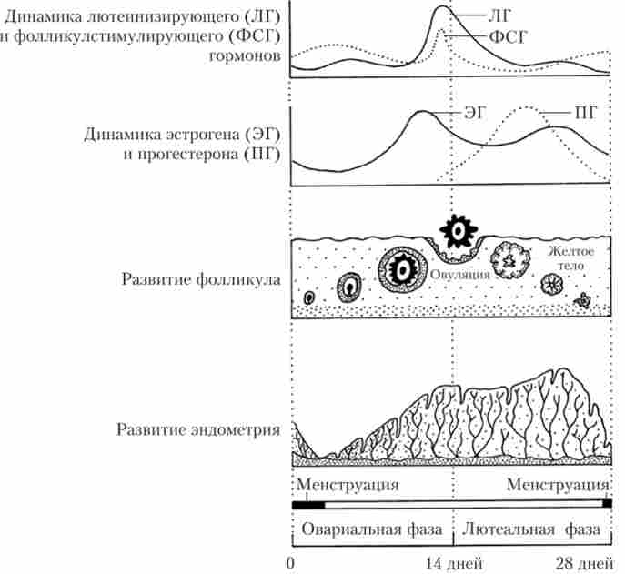 ���� �������������� �����