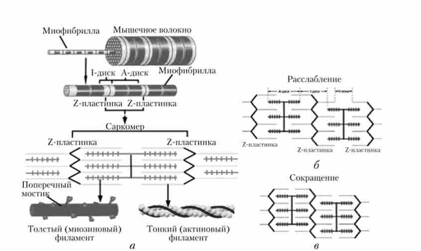 ������ ��������� (�)