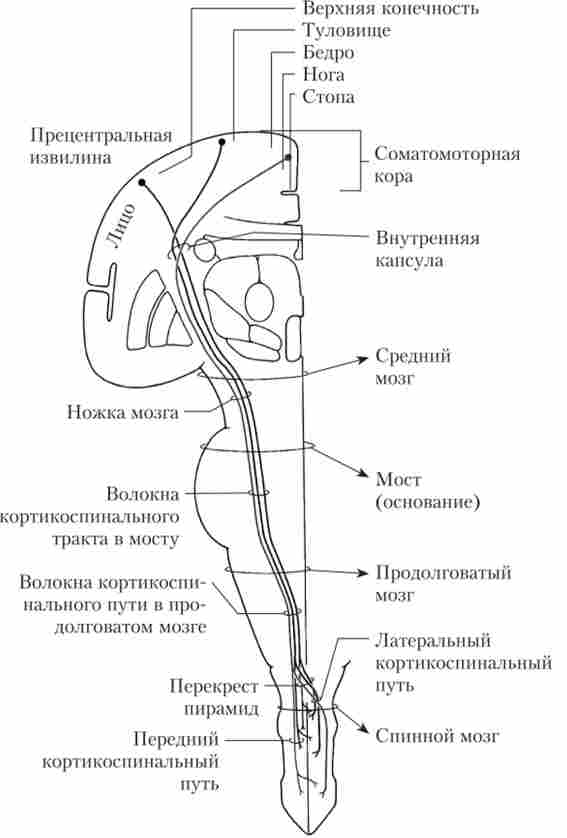 ����� ����������� (������������������) ������