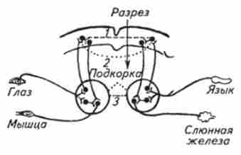 ��������� ��'���� �� ������� � ������������������ ���������� ��������� (�� �. �. ���������)