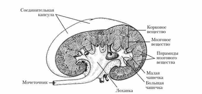 ������ ����� ������