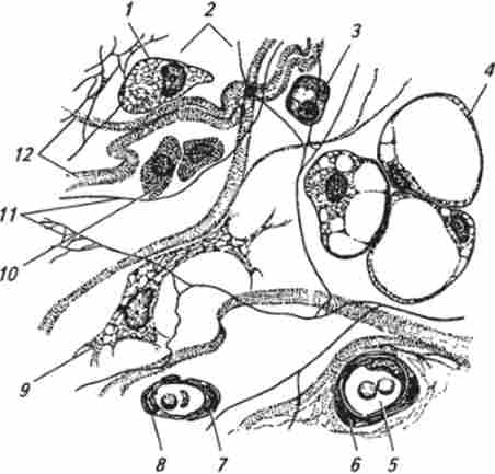 ����� ���������� ����������� �������� �������