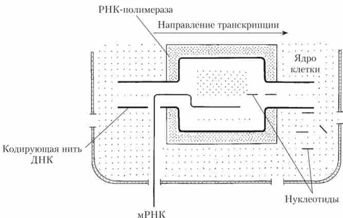 ����� ������� ����. ������������