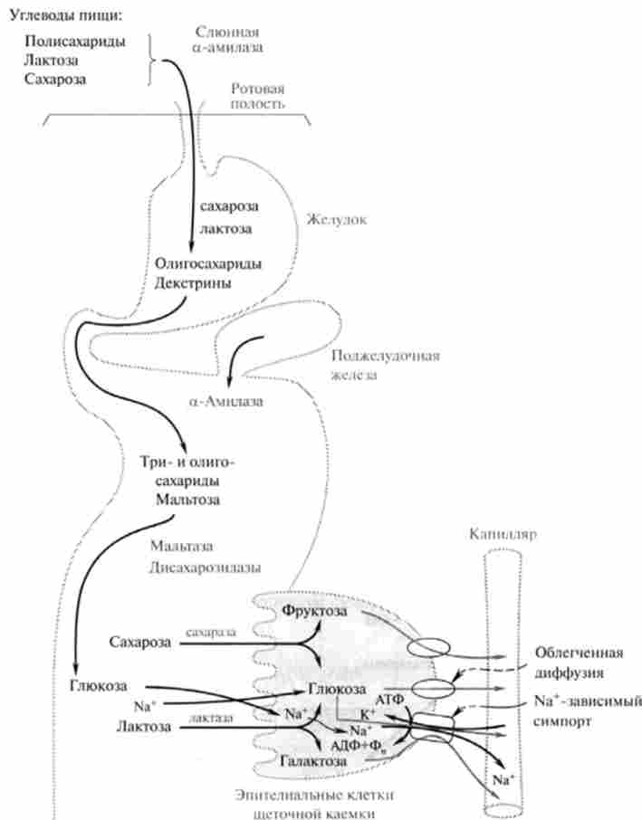 ����������� ��������� � ��������-��������� �����. ��������� ������� � ����