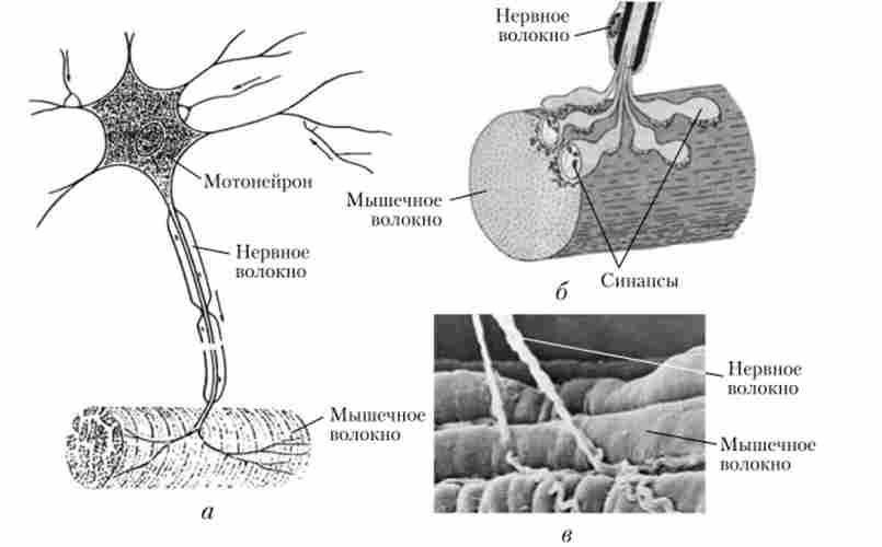 �������-�'����� �'�������