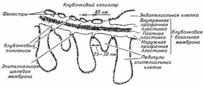 ������ ����� ������������ �������