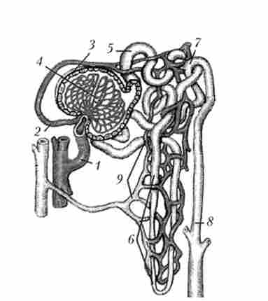 ������ �������