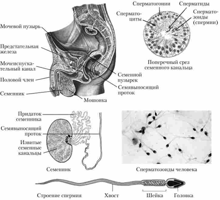������ ������� ������� �������