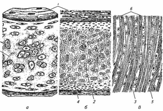 ������� ������� (�� �. �. Ҳ������)