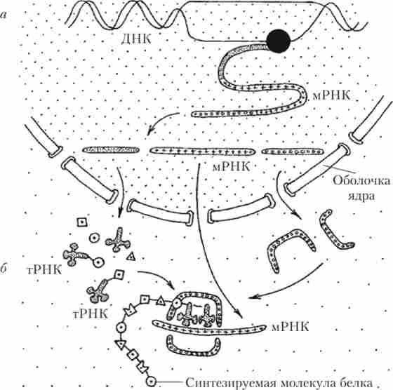 ����� ������� ������� ����