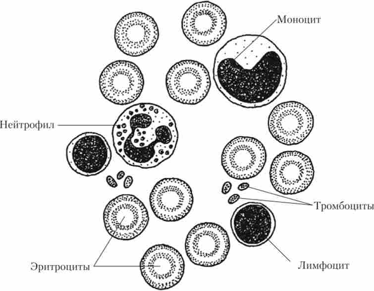 ����� ���� (������� �� ����� ��������������)