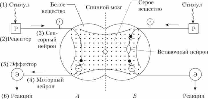 ����� ������������ ��� ����������������� � ������������� ��������