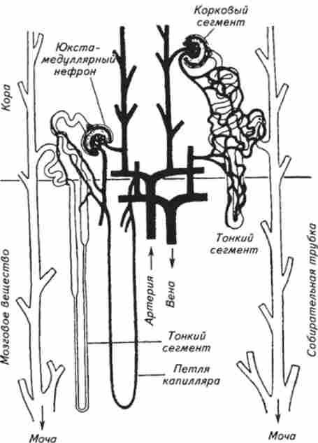 ����� �������� ����������� ����� � �������