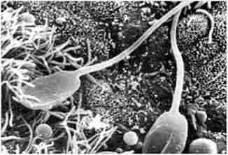 ������������ � ��������� (���������� ��������� ���������)