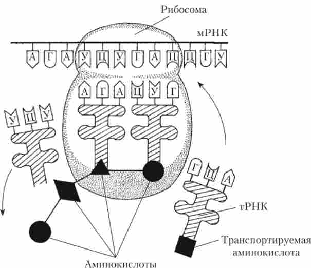 ����� ������� ����������