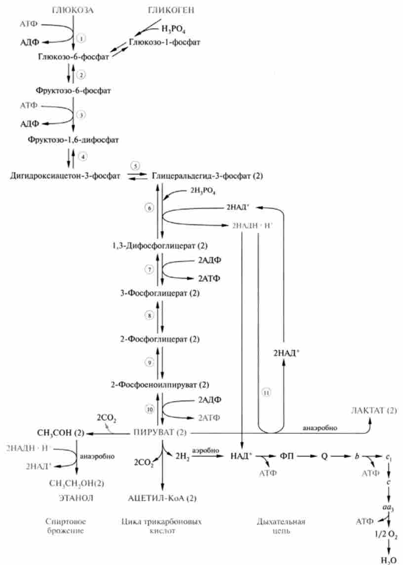 ������������ ������� �������, ���� ��'���� � �������� ���������� �������, ��������������, ��������� ��������