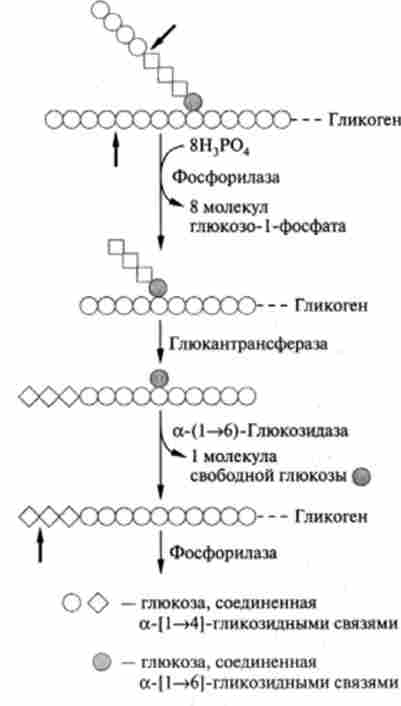 ����������� ��������