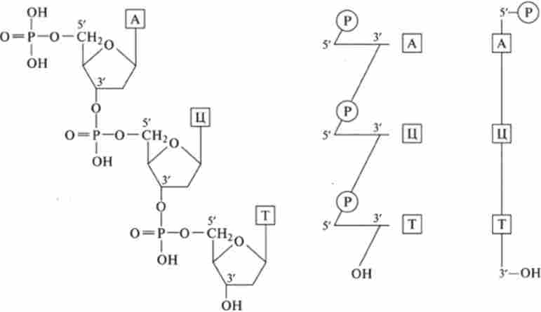 /. ������ ������ ���������� ������� ��� (�������� ���������)