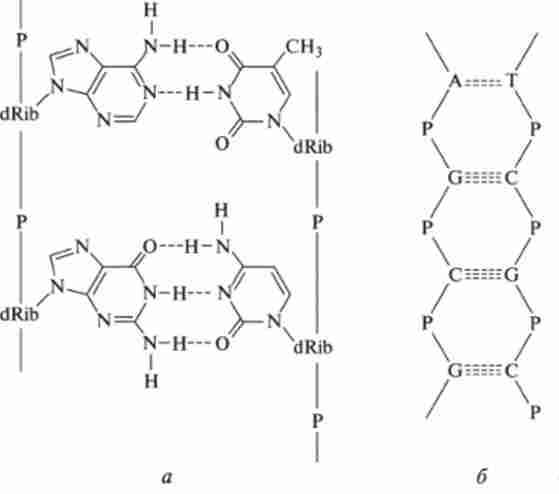 ������ ������ ������� ����� ���