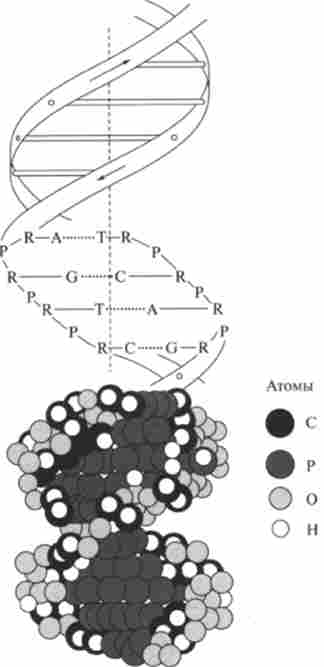 ��������� ����� ���. ���������� ��������� ��������� A, �, G, �