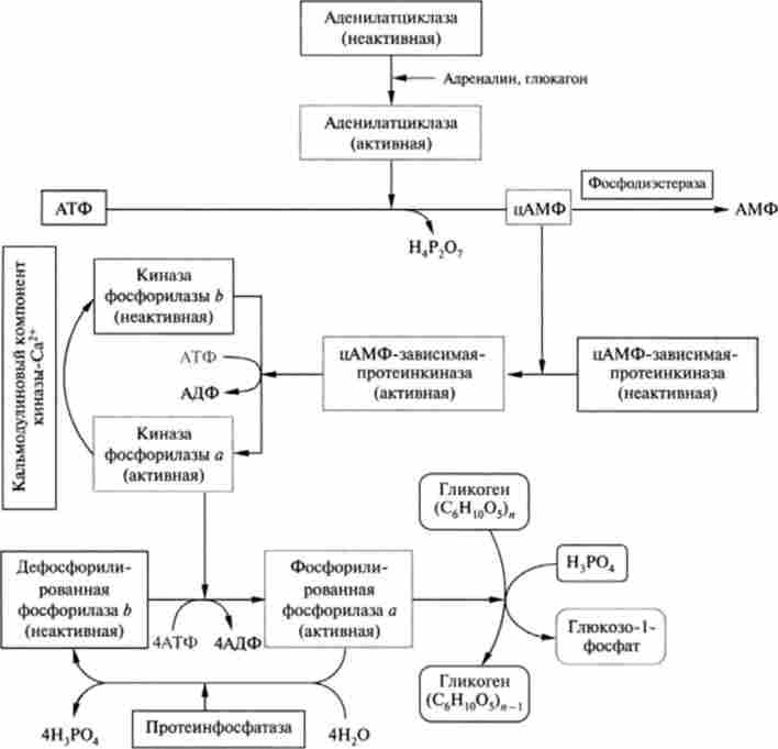 ��������� �������� ��������� ������� �����������