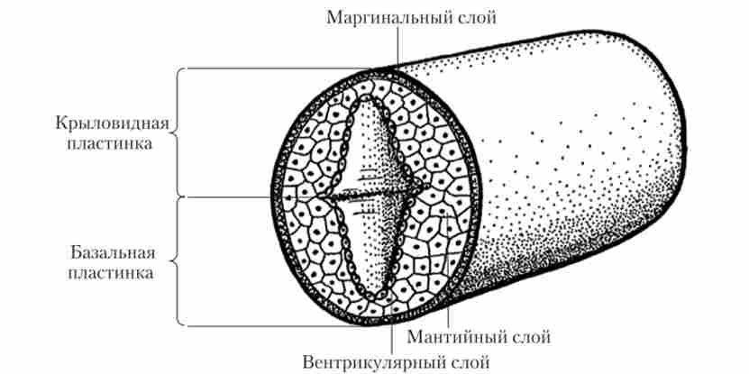 ���� ������� ������ (��������� ������� ��������)