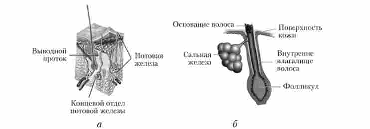 ������ ������� (�) � ������ (�) �����