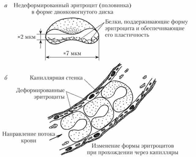 ������ � ����� ���������� (�), ���� ����� ���������� ��� ����������� ����� ������� (�)