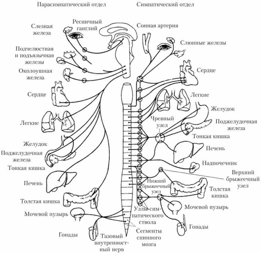 ���������� ��������� ������� ����������� � ��������������� ������� ²�