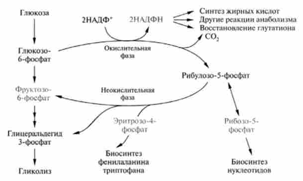 ���������� ������� ����������������� �����