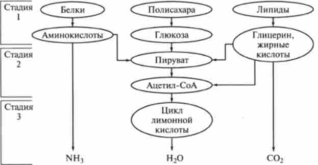 ��� ������� ���䳿 ����������