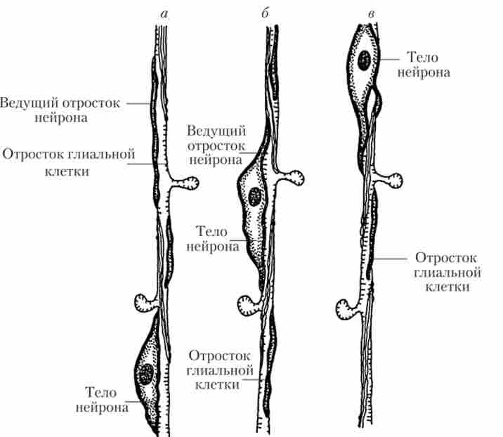 ������� �������