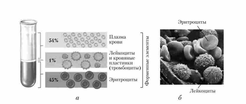 ����� ���� ������