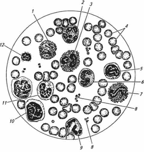 ����� ���� ������ ������ ������ (�� �. �. Ҳ������)