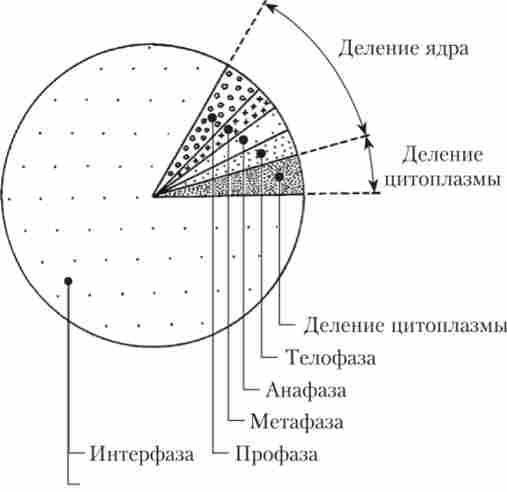 �������� ����