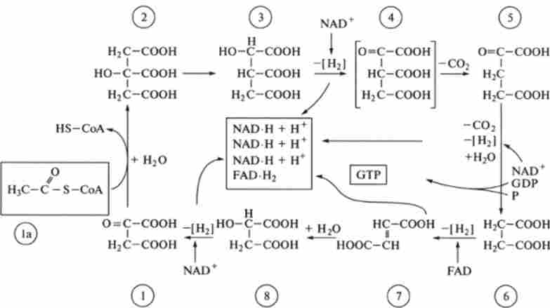 ���� ������ (���� ������� �������)