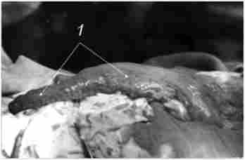 ʳ������ ������ ������������ ������������� ���� ��������� ���������� ��� �������-�'������� �����