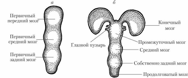 ���䳿 ����� (�) � �'��� (�) �������� �����