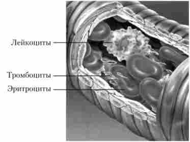������ ���� � ����������� ������