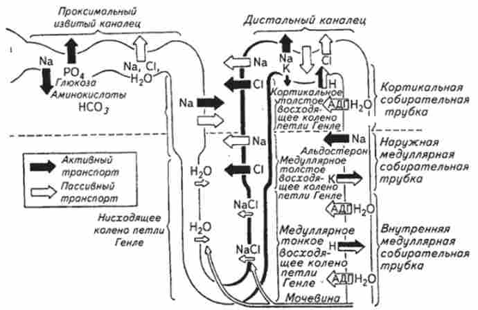 ����� ���������� �����������