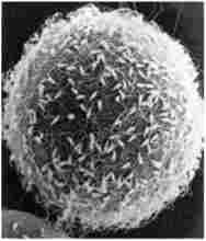 ����������, ������� �������������� (���������� �������� ���������)