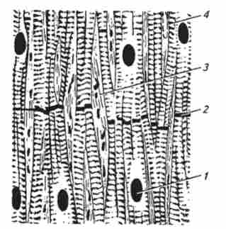 ������ ������� �'����� ������� (�� �. �. �������, �. �. ���������)