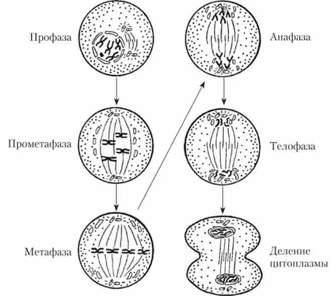 ���� �����