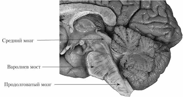 ������� ��������� ����� (��������)