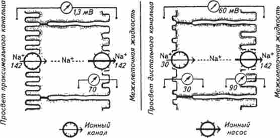 ����� ���������������� ����������� �����